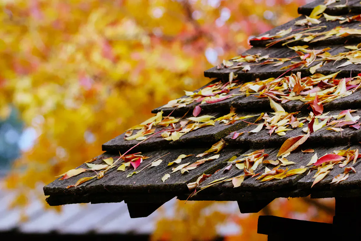 Autumn leaves piled on a shingle roof above the gutter line