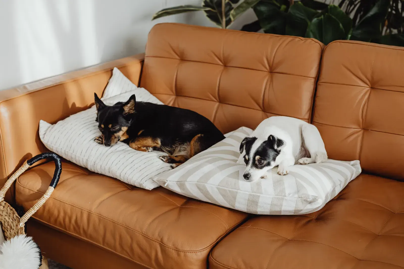 Two dogs lounging on a leather couch, the kind of shedding load that clogs an HVAC filter in a month